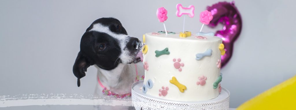 Siga nossas dicas e lucre com festas de aniversário para pets